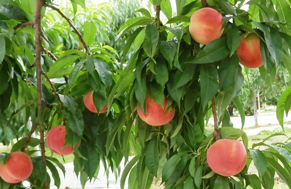 福島の真っ赤な完熟桃